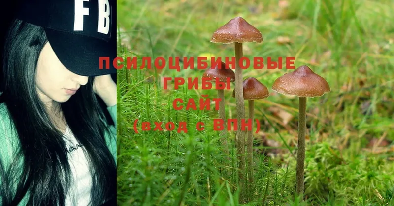 Псилоцибиновые грибы Psilocybe  Ставрополь 